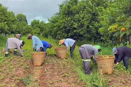 Produtores do interior de SP aumentam renda com consórcio de culturas