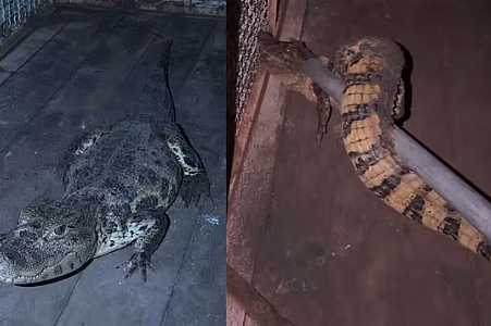 Jacaré é capturado em quintal de casa em Buritama