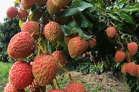 Produtores colhem safra de lichia