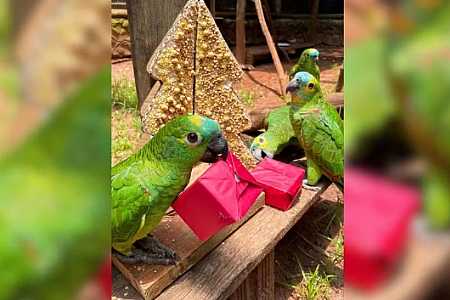 Com direito a guirlanda e presentes, animais do Zoobotânico de Rio Preto ganham ceia natalina: ´Reduz o estresse em cativeiro´