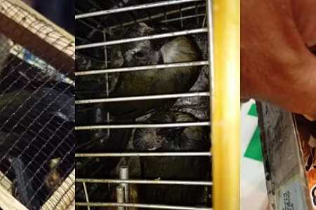Casal é multado em R$ 29 mil por transportar aves em ônibus sem autorização ambiental; duas delas morreram