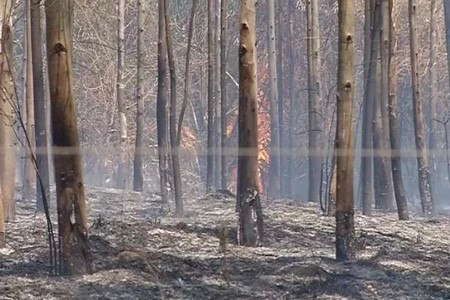 Cerca de 300 hectares de pasto e cana-de-açúcar ficam queimados após incêndio em Valentim Gentil