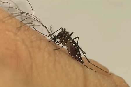 Cidade do interior de SP registra incidência de casos de dengue 40 vezes maior que o limite do índice de emergência