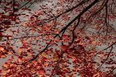 Outono deve ter chuva dentro da média histórica na região noroeste paulista