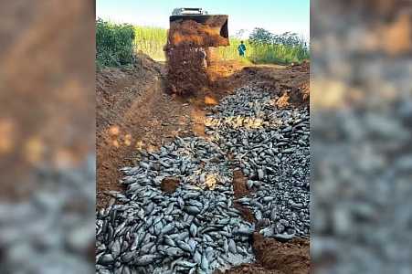 Mais de 30 toneladas de peixes mortos são retirados por piscicultores do Rio Tietê em Ubarana