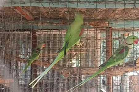 Criador é multado em R$ 133 mil por manter 655 aves exóticas irregularmente em sítio em Jales