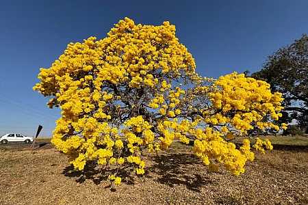 FOTOS: Florada dos ipês amarelos embeleza paisagem de rodovia no interior de SP