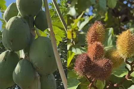 Dia da Árvore: morador cria pomar comunitário com mais de 30 espécies de árvores frutíferas