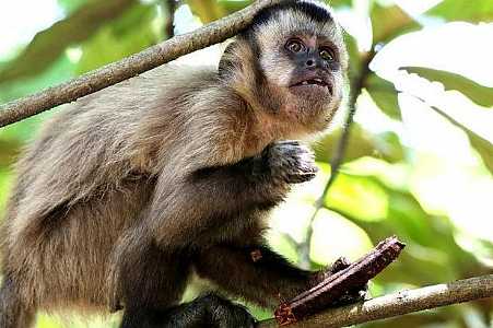 Secretaria de Saúde confirma morte de macaco por febre amarela em Rio Preto