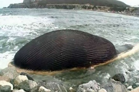 Carcaça de baleia-azul ´prestes a explodir´ no Canadá