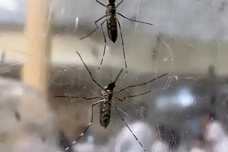 Fernandópolis entra em estado de emergência por conta da dengue; atendimento em unidades de saúde deve ser ampliado