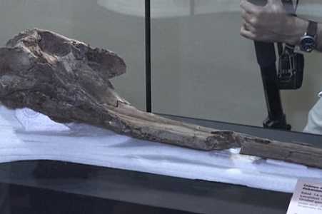 Pesquisadores encontram crânio de golfinho gigante na Amazônia