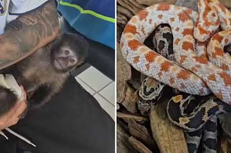 Animais silvestres resgatados em apreensões da polícia são reabilitados em zoobotânico no noroeste de SP