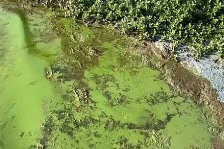 Braço do Rio Tietê tem coloração verde e mau cheiro no interior de SP: ´minha renda está indo por água abaixo´, diz pescador