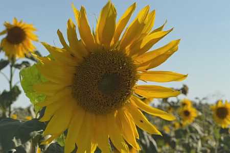 Primavera chega ao noroeste de SP com maior procura por flores e previsão de chuvas e calor