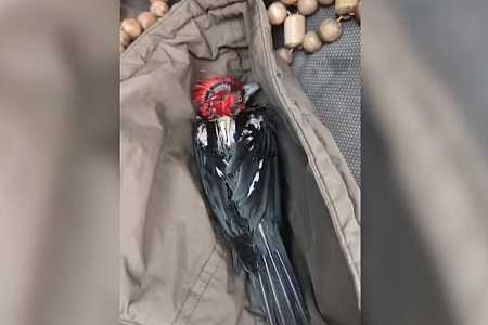 Pescadores salvam pica-pau no Rio Tietê durante temporal com ventos de aproximadamente 51 km/h