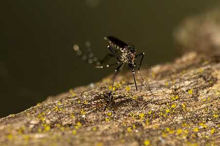 Votuporanga confirma 5ª morte por dengue em 2024
