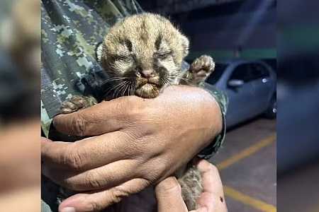 Filhote de onça-parda resgatado em canavial passa por acompanhamento veterinário em zoológico no interior de São Paulo; vídeo