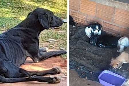 Dono de 11 cães é preso após animais subnutridos serem resgatados no interior de São Paulo