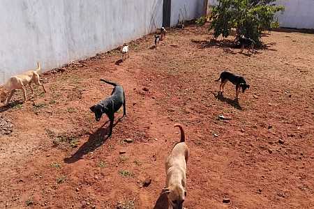 Cães são mortos dentro de abrigo no interior de SP, suspeitos invadiram o local