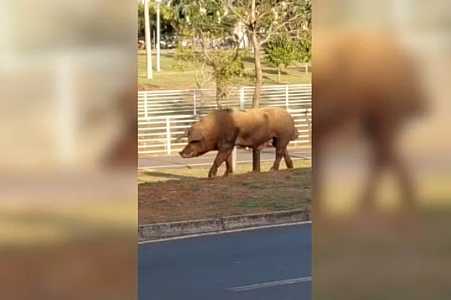 Porco é flagrado circulando por pista de caminhada em avenida de Rio Preto
