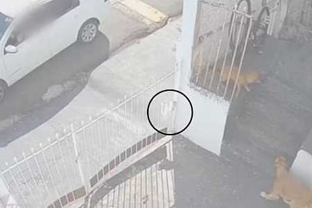 Idoso é condenado por envenenar cães com ‘chumbinho’ no interior de SP