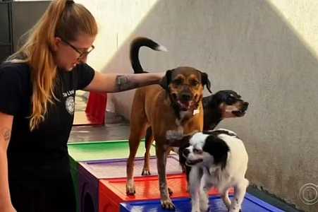 Mercado pet em alta: tutores investem em bem-estar e movimentam economia no interior de SP