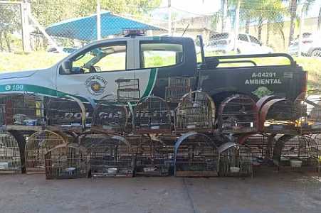 Homem é multado em mais de R$ 20 mil após ser flagrado com 41 aves silvestres em Votuporanga