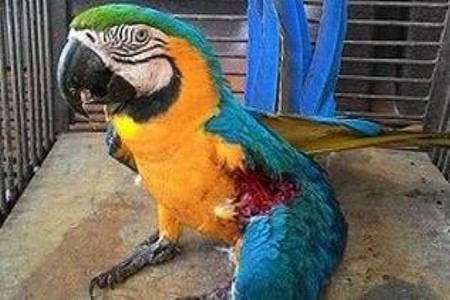 Arara morre após se ferir em linha com cerol