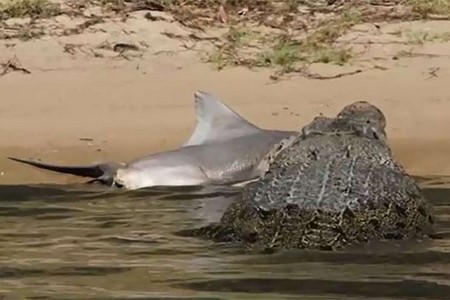 Em duelo de gigantes, crocodilo é flagrado devorando tubarão