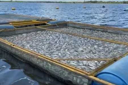 Criador de tilápias estima ter tido prejuízo de quase R$ 1 milhão com milhares de peixes encontrados mortos