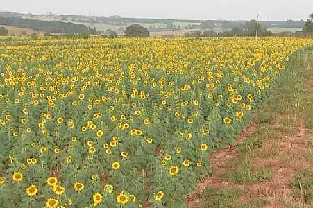 Plantação de girassóis chama atenção em propriedade de Potirendaba