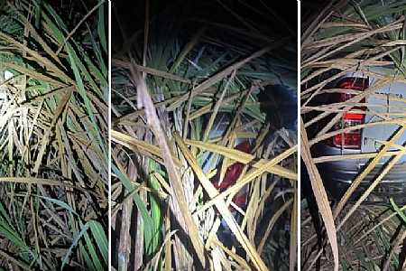 Polícia Civil de Jales recupera caminhonete furtada escondida em canavial de Pontalinda