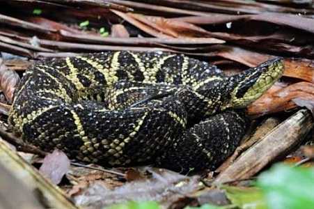 Veneno de cobra brasileira tem molécula que inibe o vírus da Covid-19 em 75%