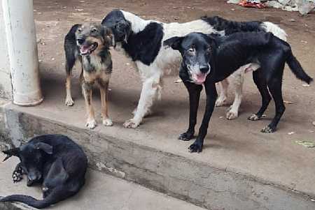 Homem é autuado em R$ 12 mil por maus tratos a cães em Presidente Venceslau (SP)