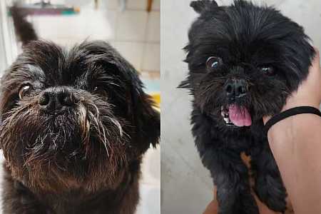 Você tem alergia ao próprio pet? Especialistas do interior de SP reforçam cuidados para aliviar sintomas