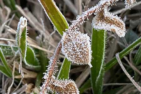 No dia mais frio do ano, Curitiba registra geada e temperatura abaixo de 5ºC