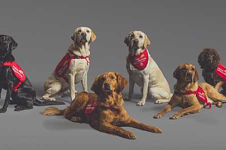 ´Cães-detetives´ identificam casos de Covid pelo cheiro com mais de 90% de precisão