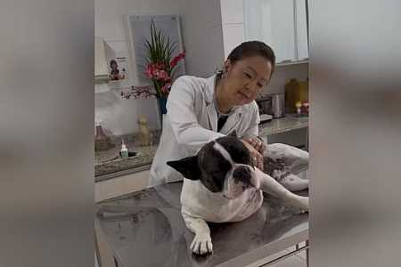 Gripe canina: veterinária alerta que doença é mais frequente no inverno e indica cuidados para proteger os pets