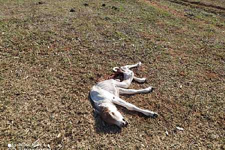 Produtor rural de Rubinéia é multado em R$ 24 mil por maus-tratos a animais