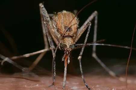 SP confirma dois primeiros casos de Febre do Nilo Ocidental em humanos no estado