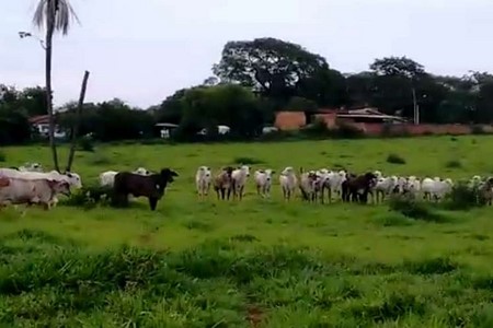 Polícia recupera gado furtado em propriedade rural de Rio Preto