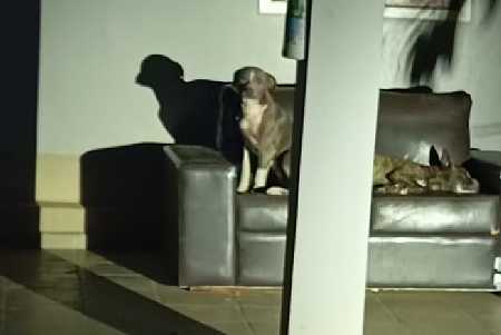 Tutores de pit bulls que mataram mulher em Penápolis são condenados por homicídio culposo