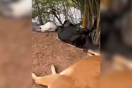 Animais morrem após serem atingidos por raio durante chuva em propriedade rural