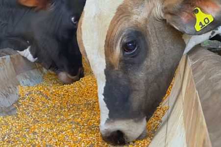 Dieta puro grão acelera ganho de peso de bezerros e pode aumentar lucro de produtores