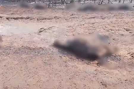 Mais de 40 bois morrem carbonizados durante incêndio em fazenda de Santo Antônio do Aracanguá