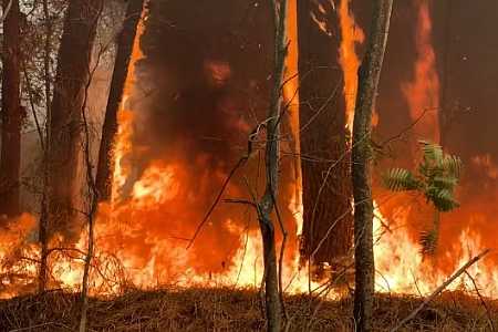 Rapaz é preso suspeito de atear fogo em canavial em Guaraci
