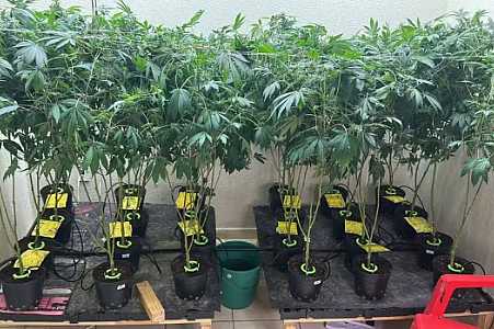 Suspeito de usar licença de plantio de maconha para o tráfico já foi preso por crimes parecidos, diz polícia