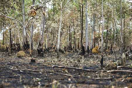 Governo de SP alerta para riscos respiratórios durante período de queimadas