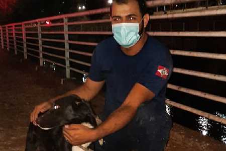 Cadela é resgatada depois de três dias dentro de rio;